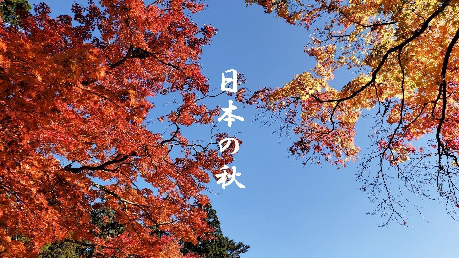 Japanese foliage in autumn