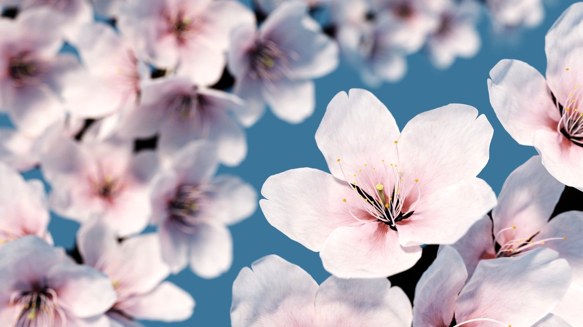 Sakura Close-up and Blue sky