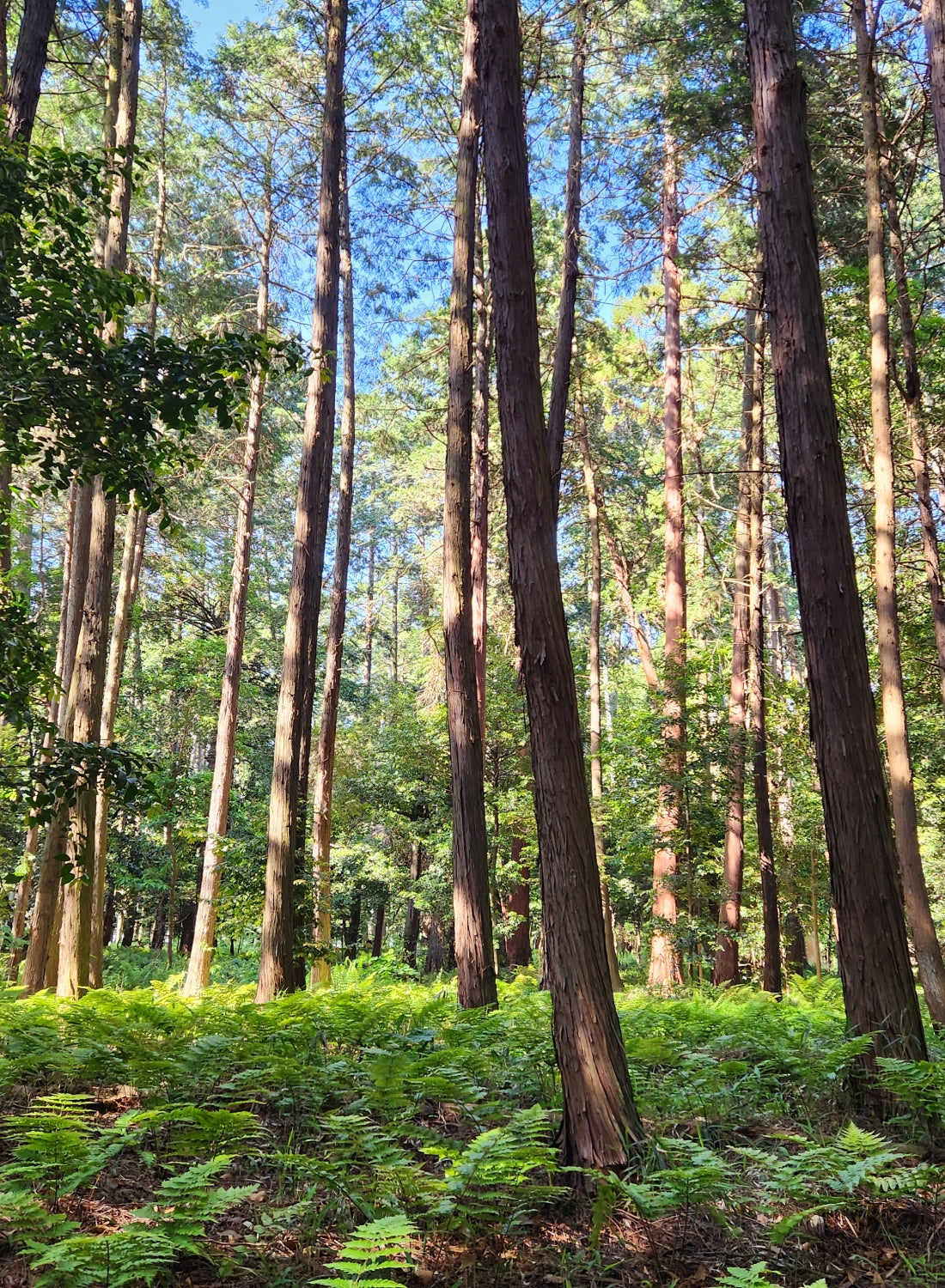 Higashiomi forest (vertical)