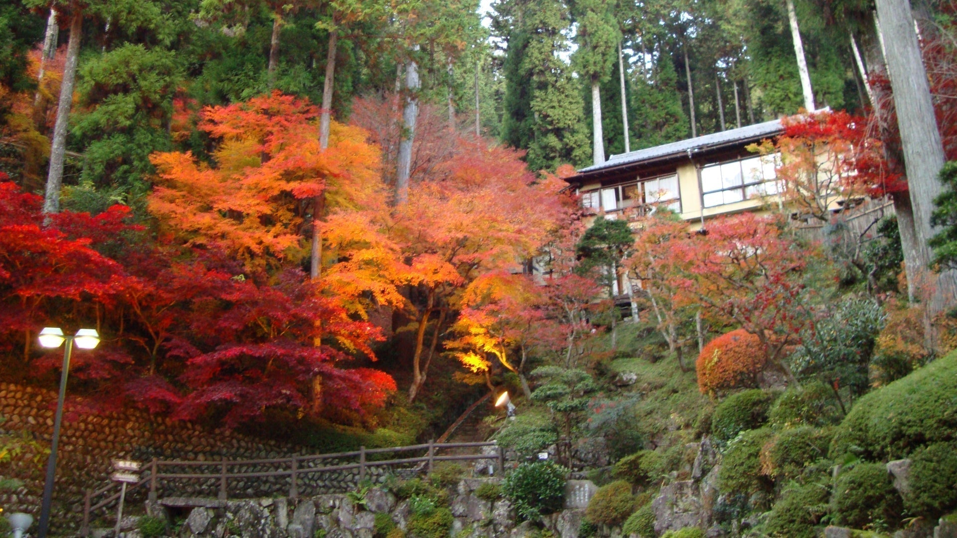 Momiji, Japanese Autumn Foliage at Gero.
