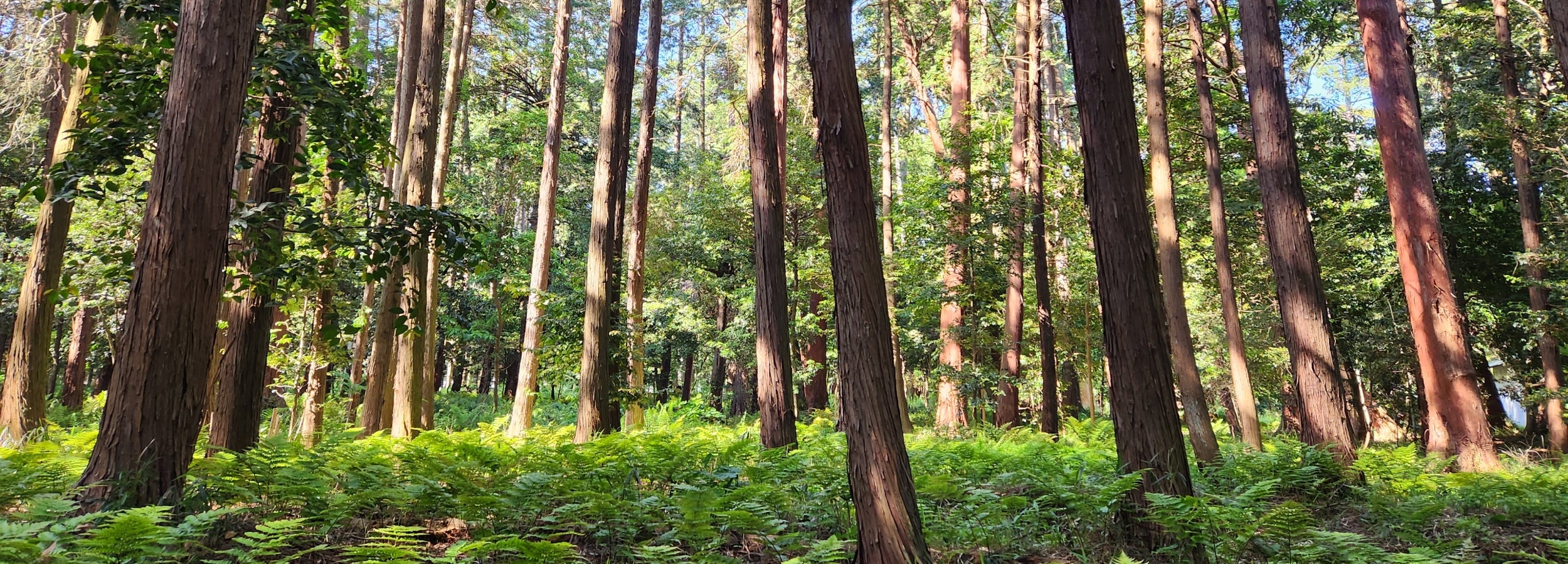 Higashiomi forest (horizontal)