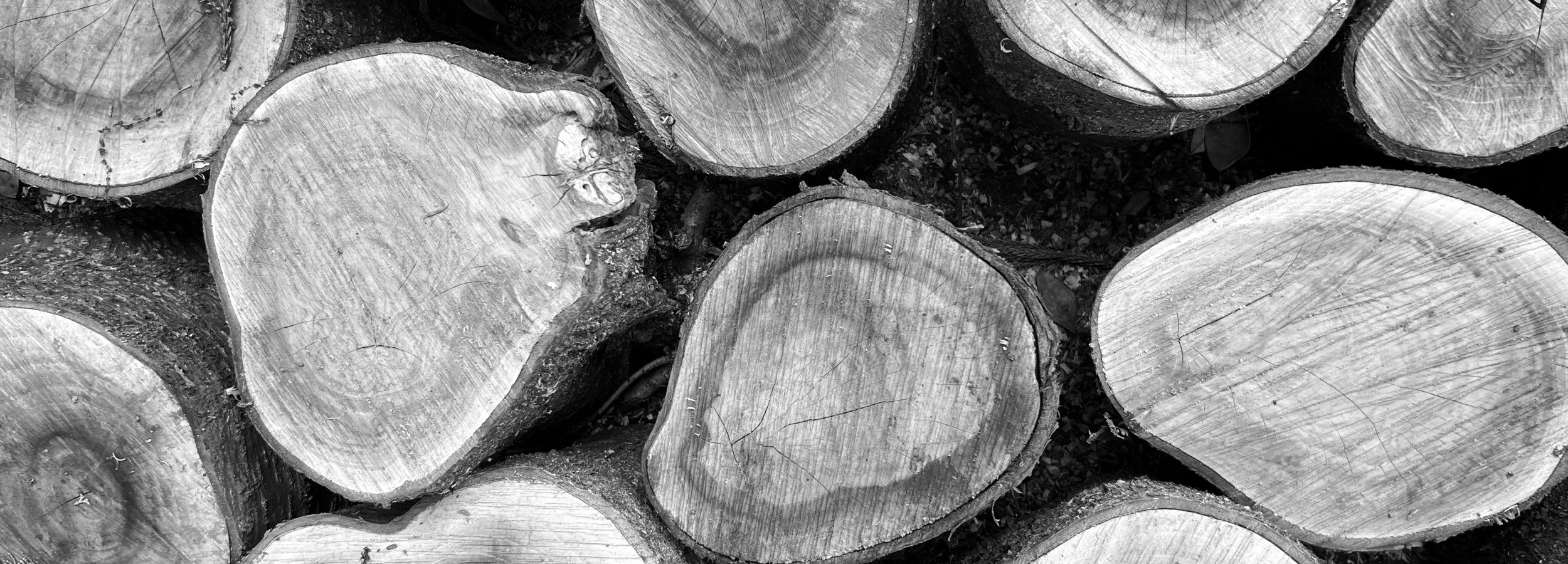 Japanses wood, cross section of tree, Tsukushi