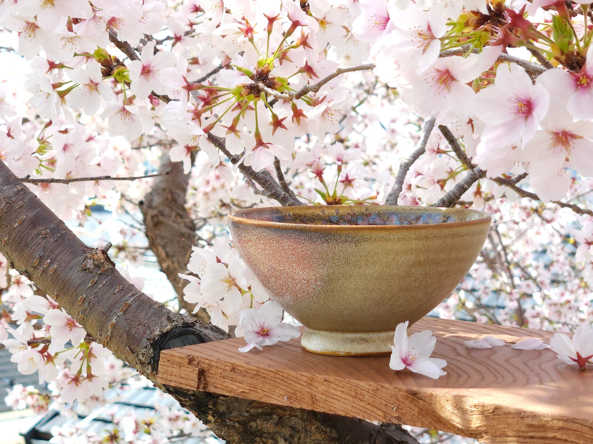 Sakura bowl under cherry blossoms