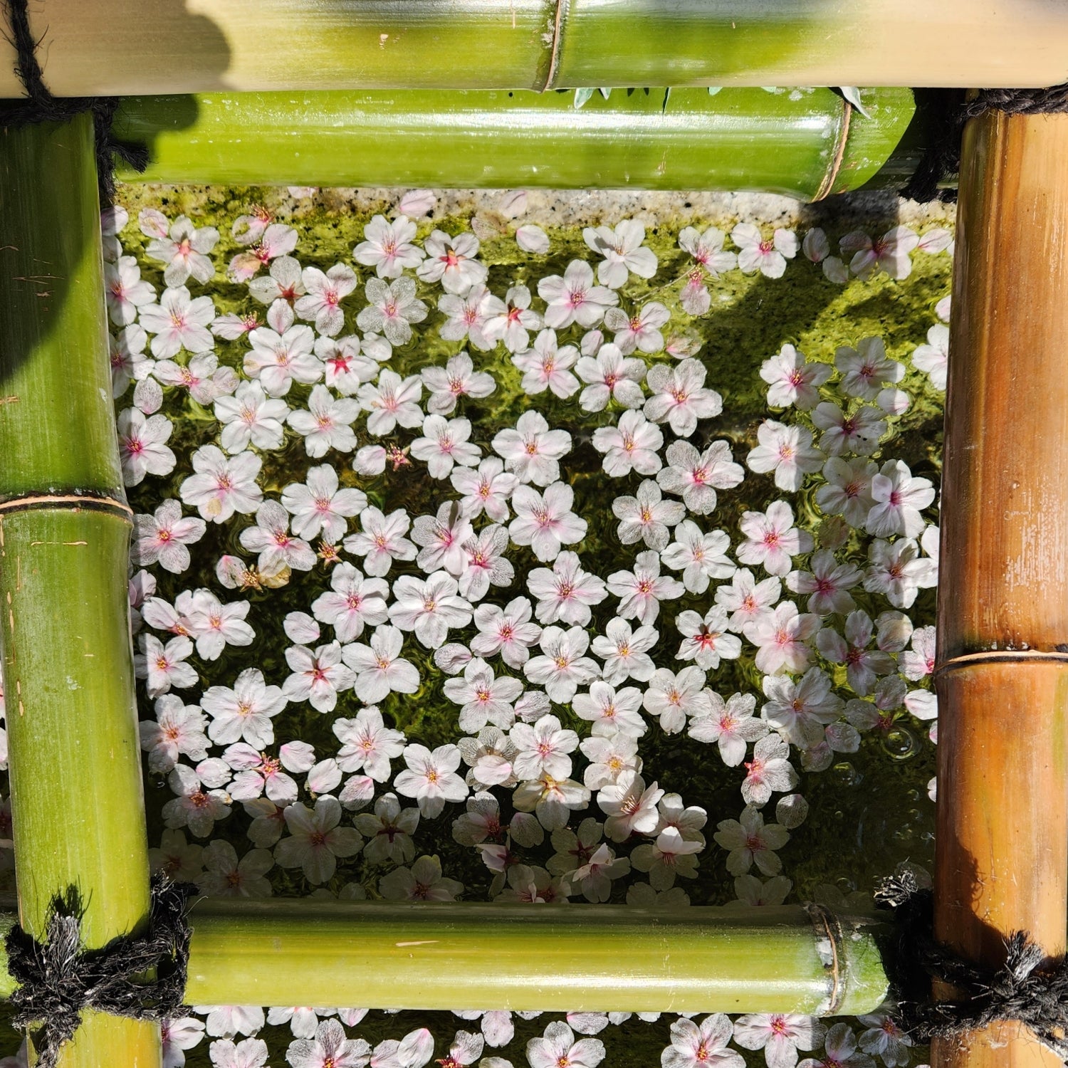 Sakura in water pond
